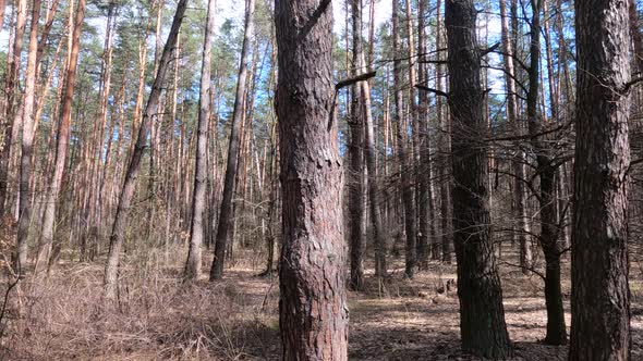 Inside a Pine Forest By Day Slow Motion