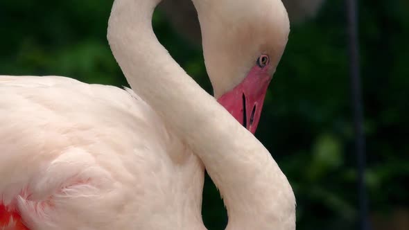 Flamingo Preening With Bendy Neck