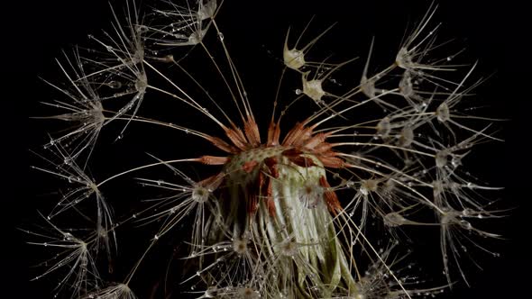 Macro shot of a Dandelion rotating