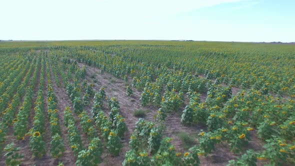 Aerial view of blooming sunflower fields