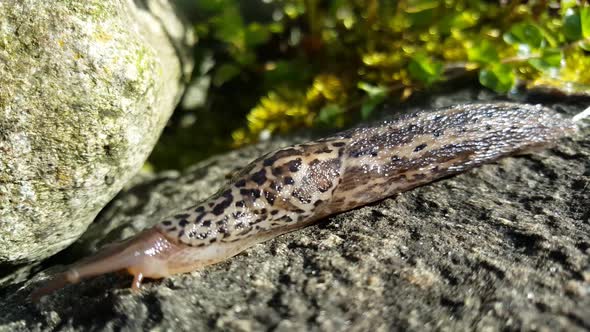 Leopard slug on a rock moving forward