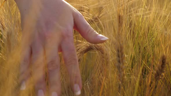 Woman Touching Gold Wheat Field in Summer