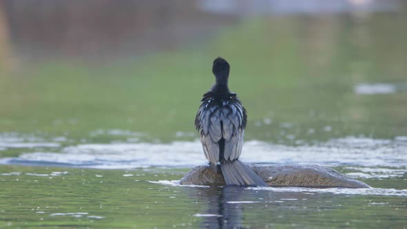 Single Indian Cormorant sits on rock in middle of river on a winter morning