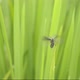 Small Beetle Flying - VideoHive Item for Sale