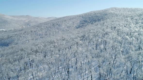 Aerial View of a Frozen Forest with Snow Covered Trees at Winter