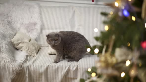 The cat sits on the couch on the background of the Christmas tree