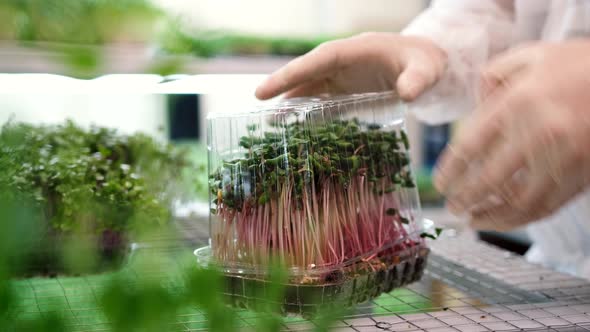 Organic Raw Food Diet  Man Packing Microgreens in Containers Healthy Food and Small Business Concept