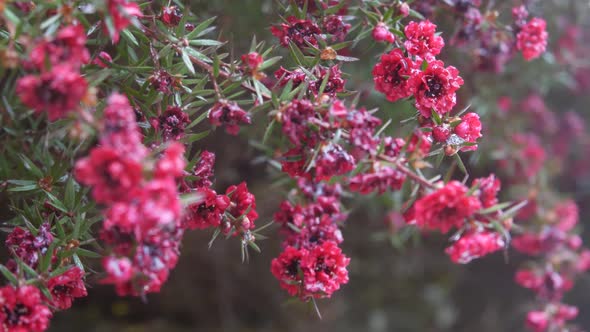 Tea Tree or Myrtle Flower Leptospermum or Manuka Bloom Ruby Glow or Red Damask