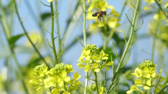 Flying Bee Extracting Pollen from the Flowers 