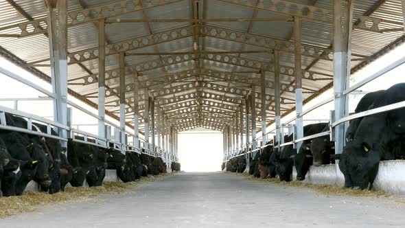 Agriculture Livestock Farm or Ranch