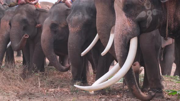 Group of elephant with mahout stand in the row together and some of them eat sugar cane