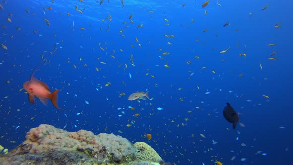 Tropical Blue Water Colourful Fishes