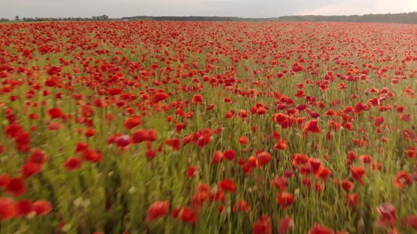  Drone Footage of Flight Over Red Field of Poppies