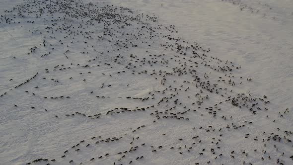 Herd of Reindeer