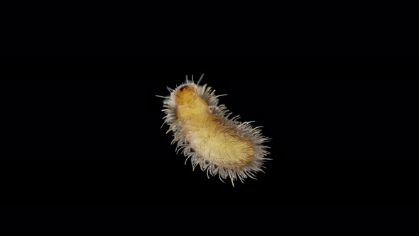 Larva of beetle Thylodrias contractus (Odd Beetle) under a microscope, family Dermestidae