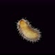 Larva of beetle Thylodrias contractus (Odd Beetle) under a microscope, family Dermestidae - VideoHive Item for Sale