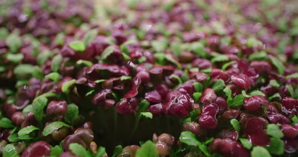 Footage of Growed Colorfull Radish Microgreens Vertical Farming Greens Vitaminized Superfood Home