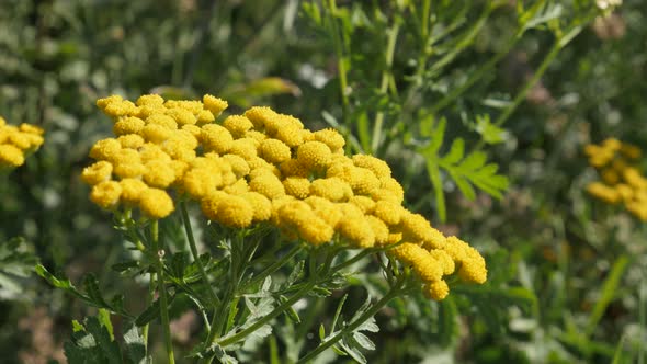 Tanacetum vulgare plant in the field close-up 4K video