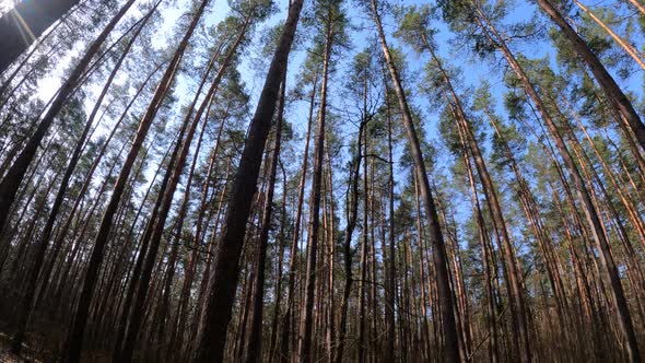 Forest with Pines with High Trunks During the Day