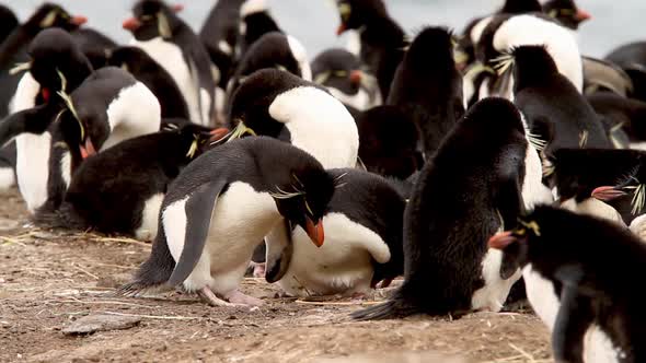 Rock Hopper Penguins Building A Nest