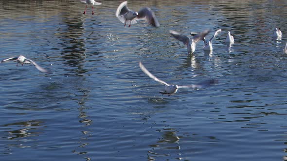 Group Of Seagulls Flying Over And Landing On Sea Water 5