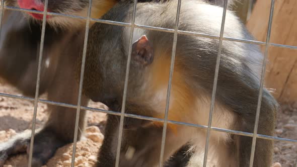 Close-up view of a baby mandrill behind cage bars in captivity as it forages on the ground for and e