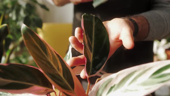 Man Florist at Work Cleaning Plants in Small Garden Shop Male Watering Flowers Green Home