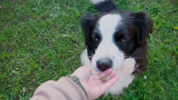 Unrecognizable Person Owner Hand Feeding Funny Smart Hungry Puppy Dog with Treat As Reward for Good