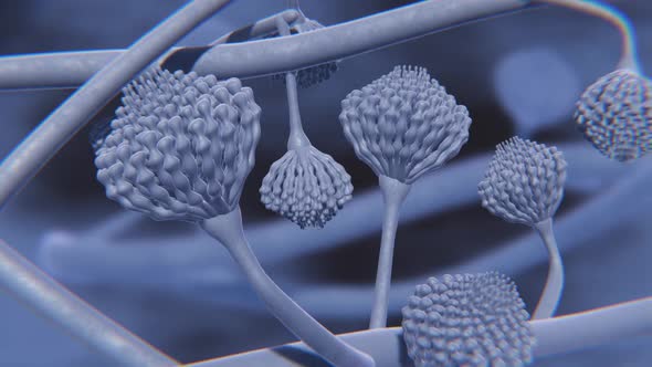 Aspergillus fungus animation