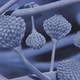 Aspergillus fungus animation - VideoHive Item for Sale