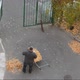An elderly janitor sweeping autumn yellow foliage in the courtyard of the house - VideoHive Item for Sale