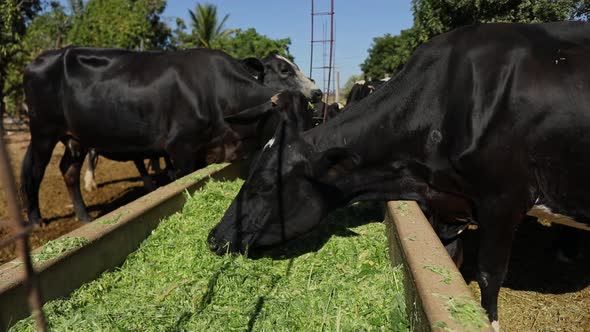 A herd of black dairy cows feeding at a trough on a farm in rural Brazil. Wide shot.