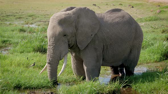 Close Up Of A Big African Elephant With A Trunk Pours Mud On His Head