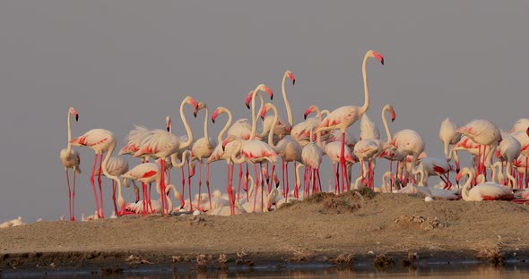 A Group of Pink Flamingos Move on an Island in a Salt Lake Defending Their Eggs