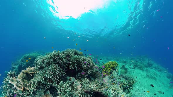 Coral Reef and Tropical Fish. Bohol, Philippines.