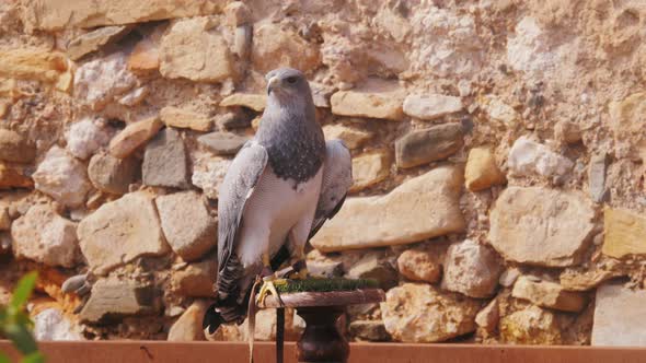 War Bird Falcon Eagle Head Portrait Trained Flying Animals Closeup