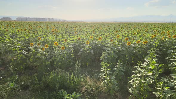 aerial sunflowers