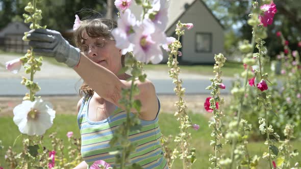 Woman in her flower garden inspecting her hollyhock flowers