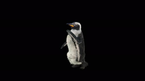 Penguin Dancing 4K