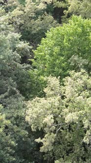 Aerial View of Green Forest in Summer