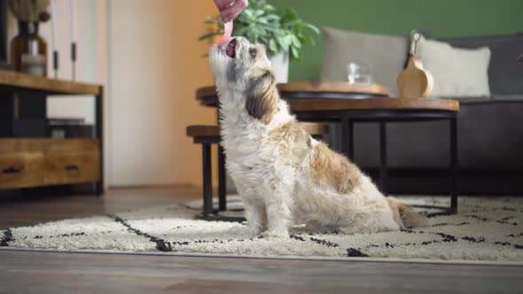 Boomer dog sitting up in living room to receive tasty treat, medium shot