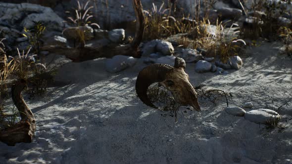 Skull of a Dead Ram in the Desert