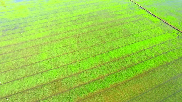 4K Aerial view of agriculture in rice sapling fields for cultivation