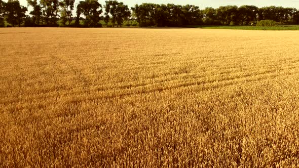 Flying Over Field of Yellow Ripe Wheat During Dawn Sunset