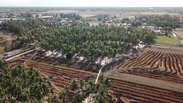 Aerial view coconut farm