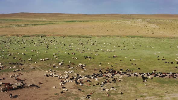 Aerial of Grazing Herds on Pastures in Mongolia