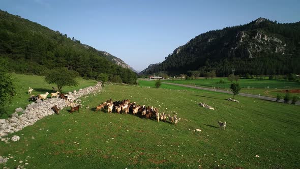 Farm Animals Goat