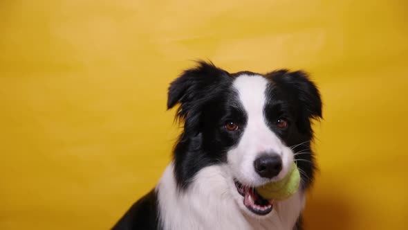 Funny Cute Puppy Dog Border Collie Holding Toy Ball in Mouth Isolated on Yellow Background