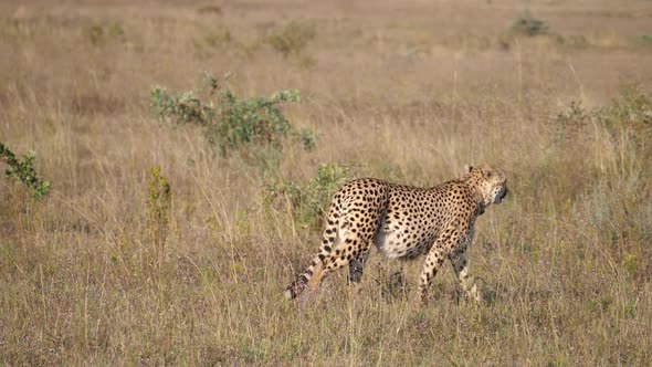 Cheetah walks at the savanna