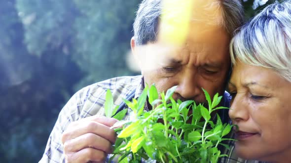 Senior couple smelling plant